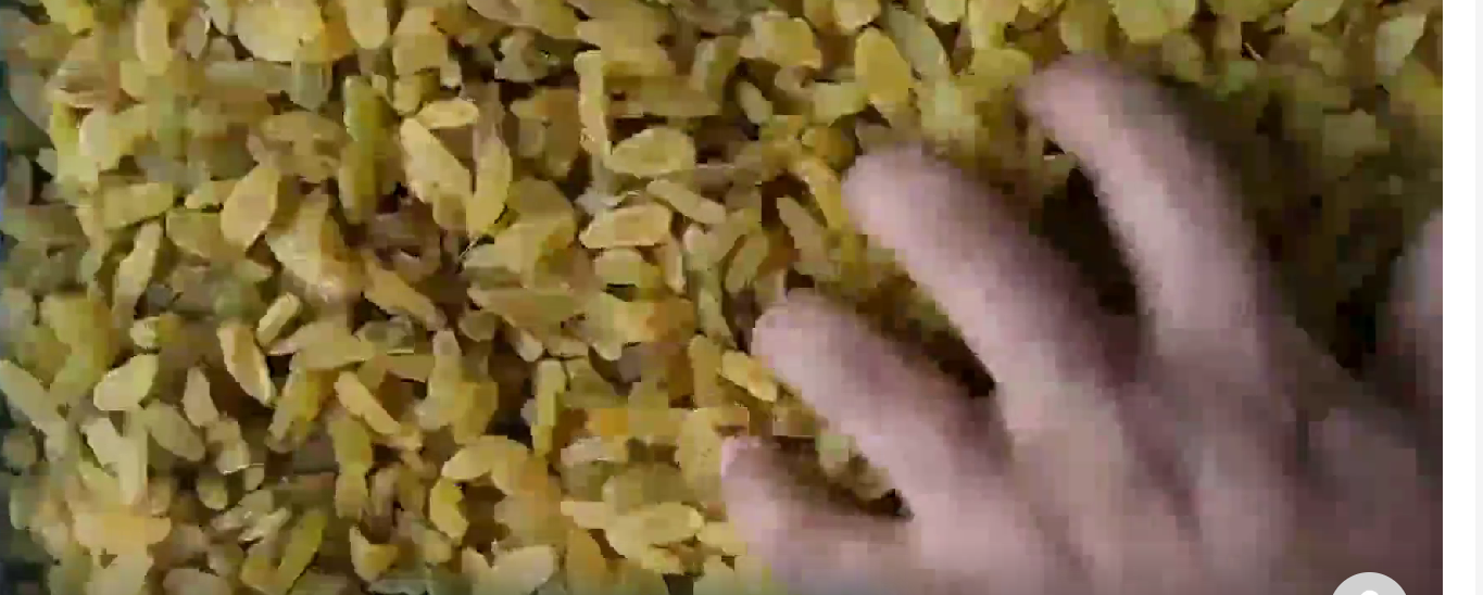 کشمش زرد کاشمر